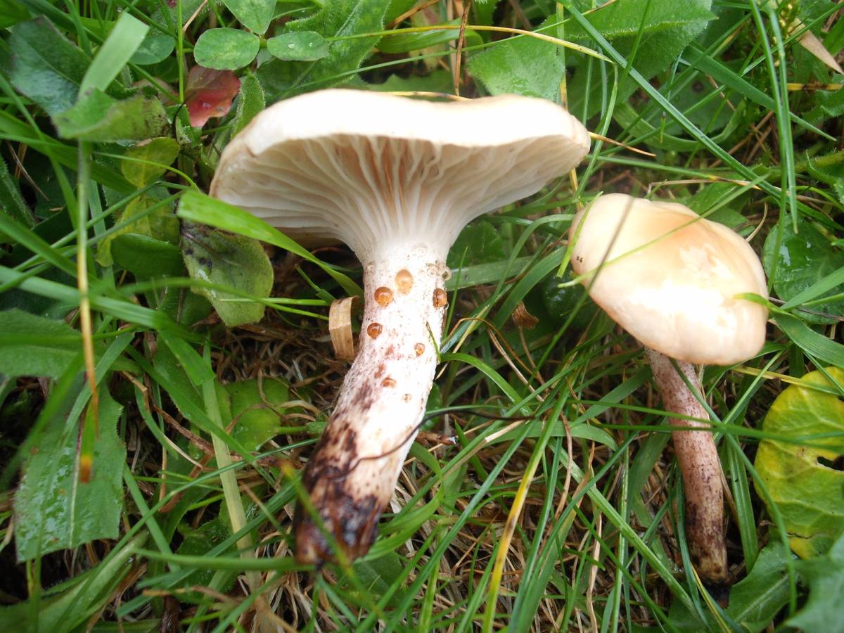 Due funghi da determinare (Gomphidius sp.+ Melanoleuca sp.)